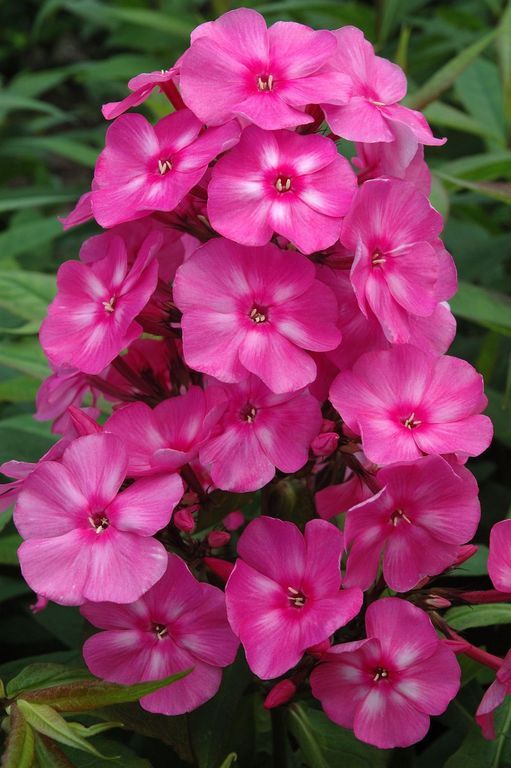 Phlox - paniculata CANDY STORE Bubblegum Pink